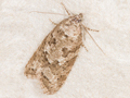 Cnephasia communana